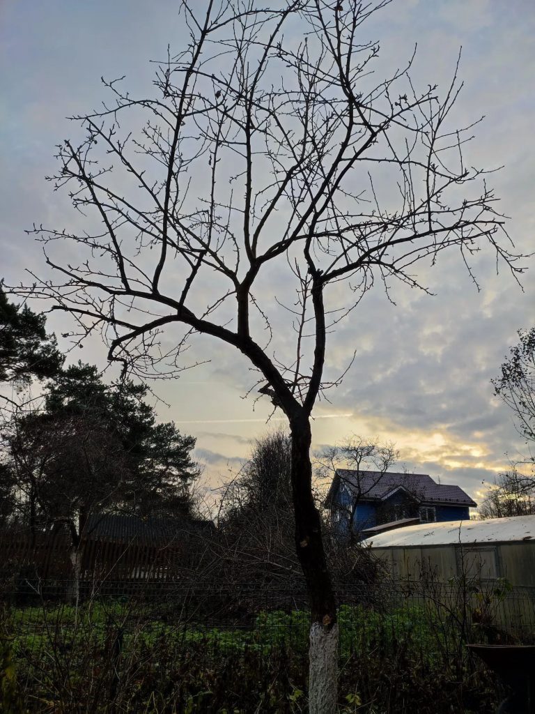 Обрезка плодовых деревьев