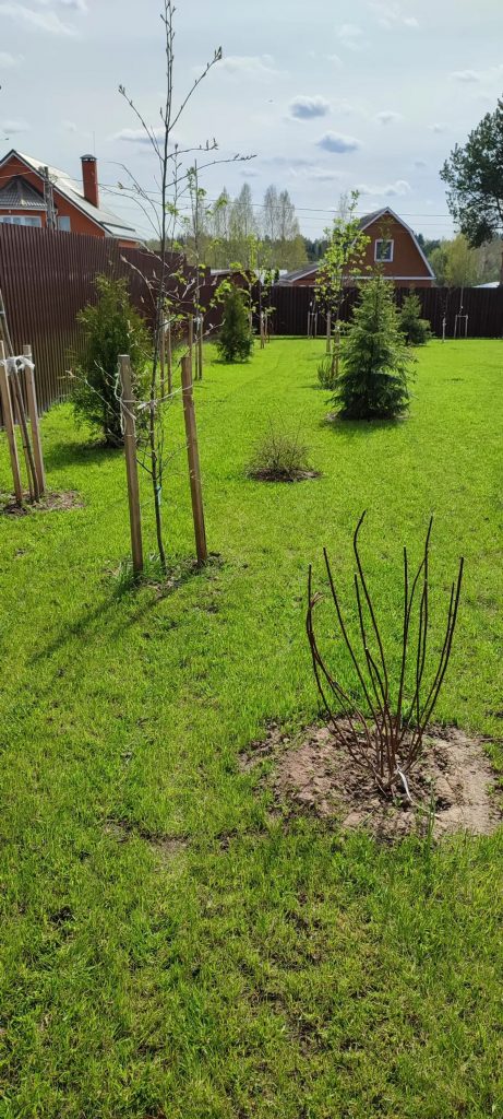 Посадка деревьев и кустарников