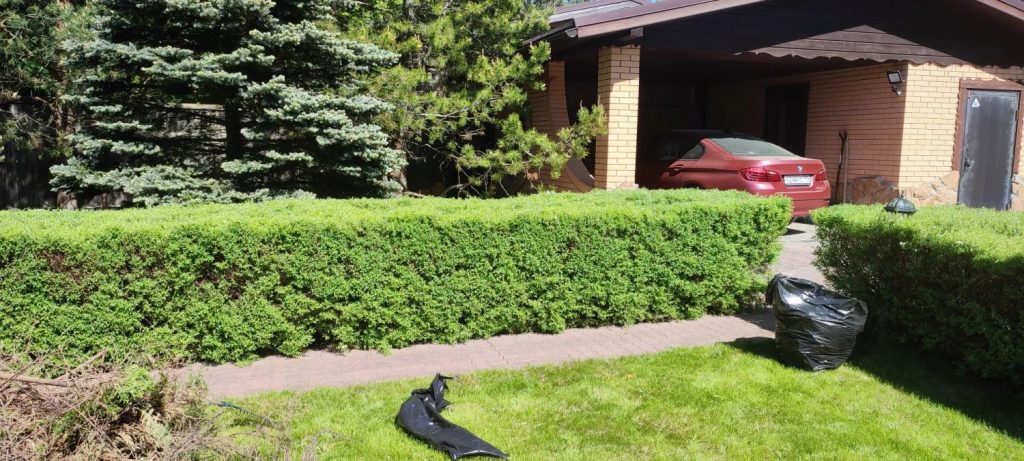 Стрижка живой изгороди