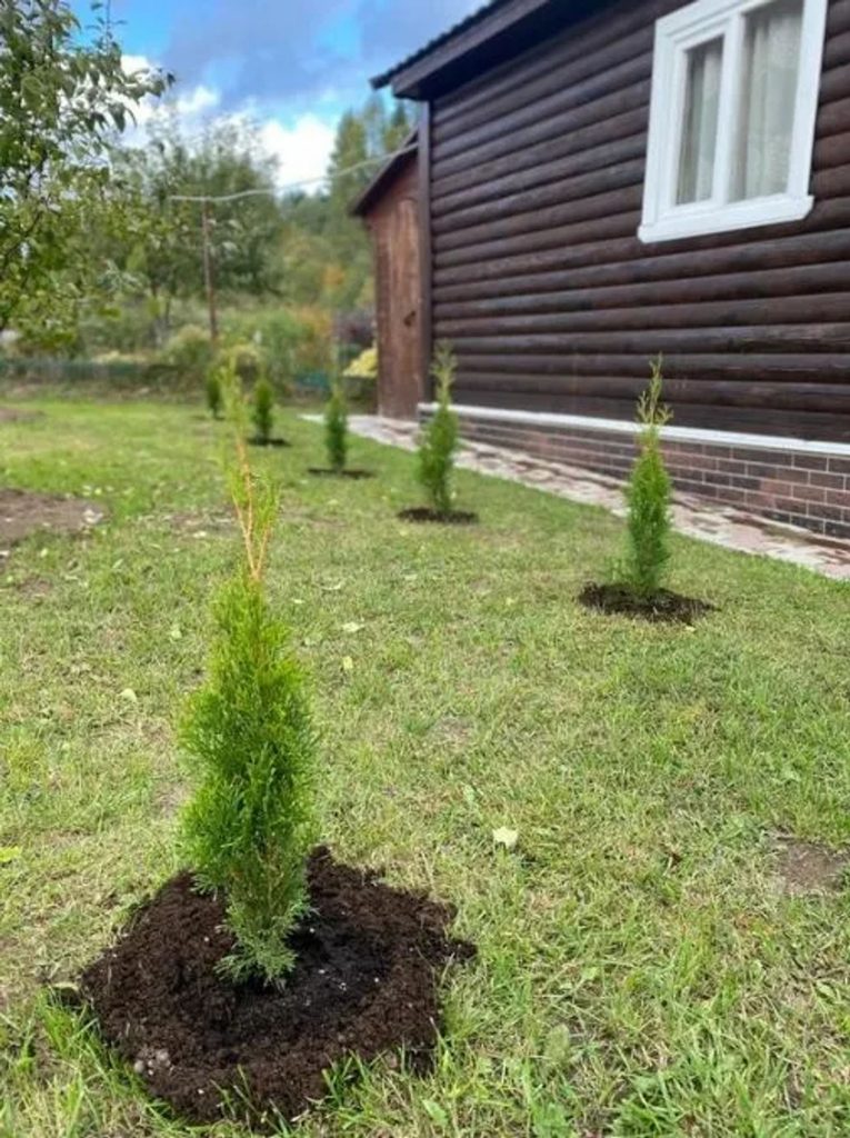 Посадка деревьев и кустарников