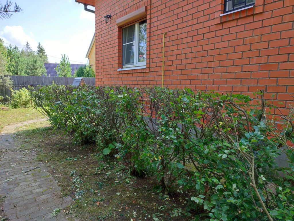 Стрижка живой изгороди
