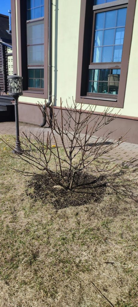 Обрезка декоративных лиственных деревьев и кустарников