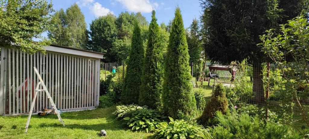 Стрижка туй