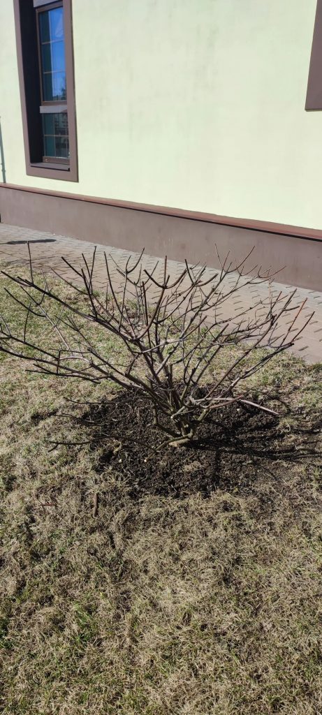 Обрезка декоративных лиственных деревьев и кустарников