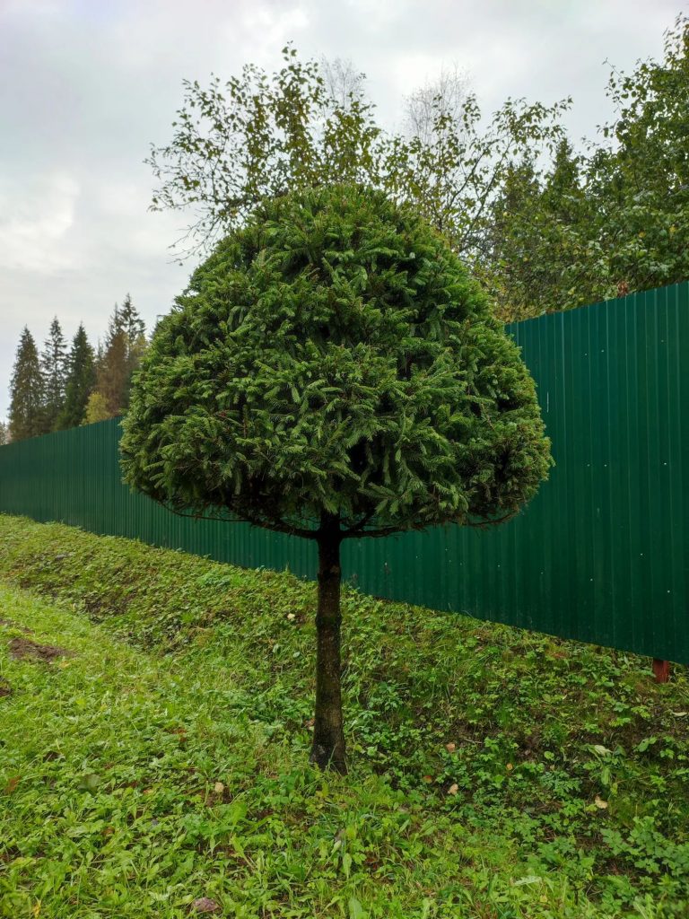 Топиарная стрижка