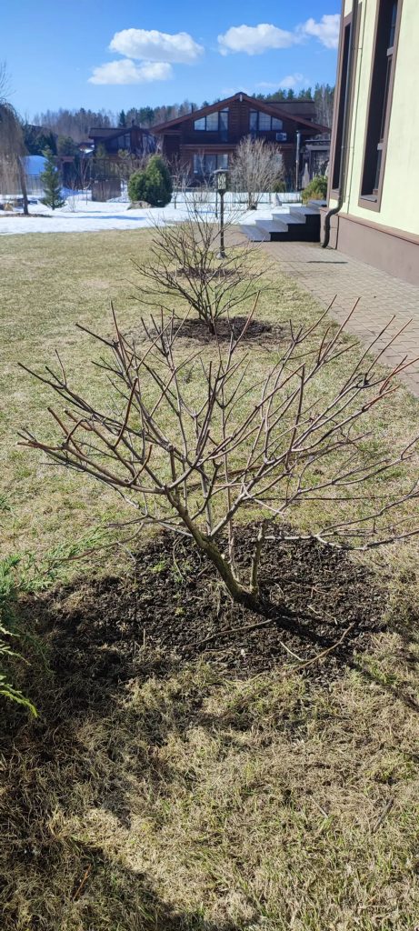 Обрезка декоративных лиственных деревьев и кустарников