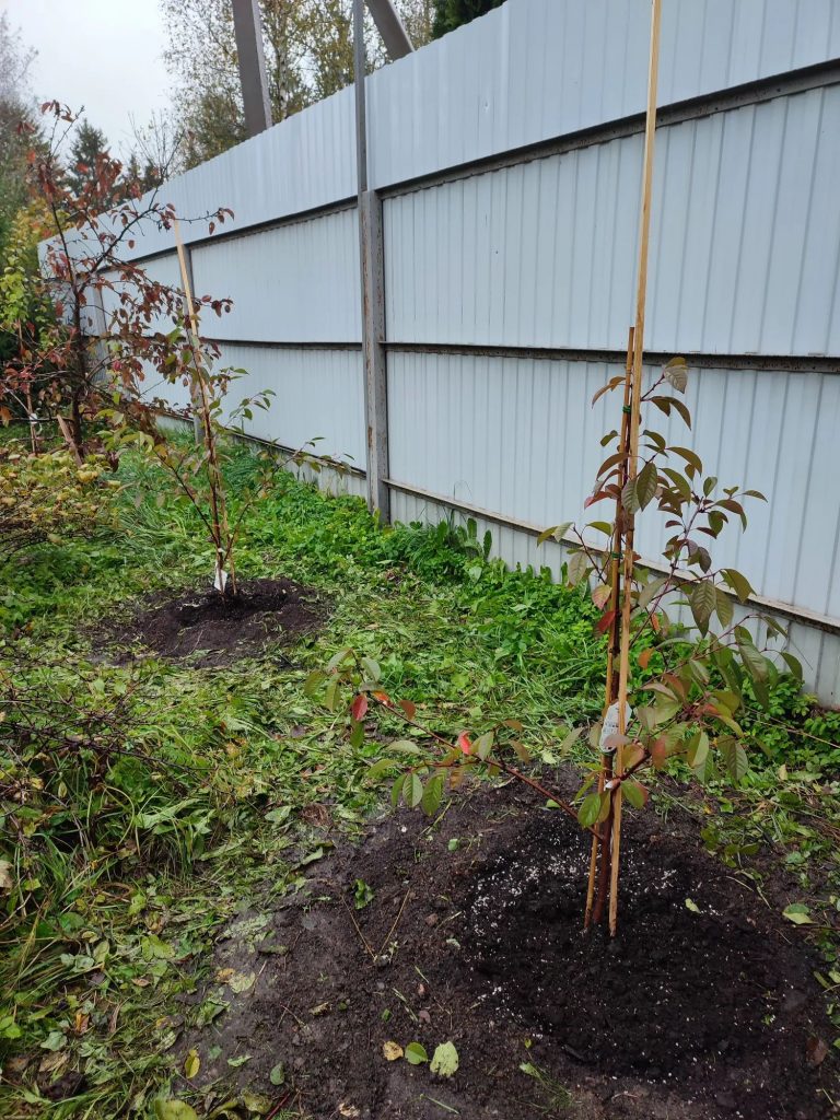 Посадка плодовых деревьев