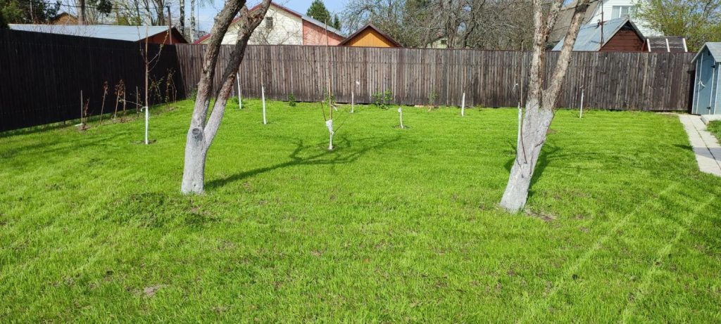 Посадка деревьев и кустарников