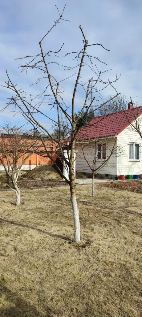 Обрезка плодовых деревьев