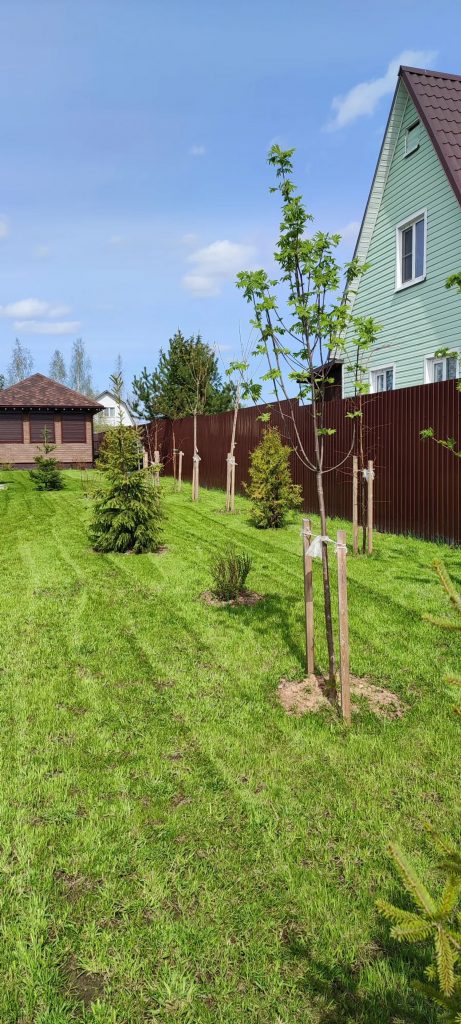 Посадка деревьев и кустарников