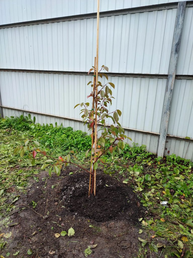 Посадка плодовых деревьев