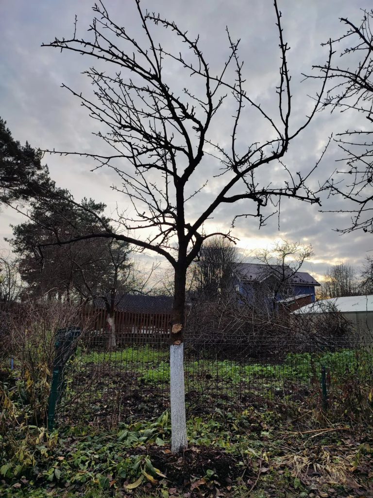 Обрезка плодовых деревьев