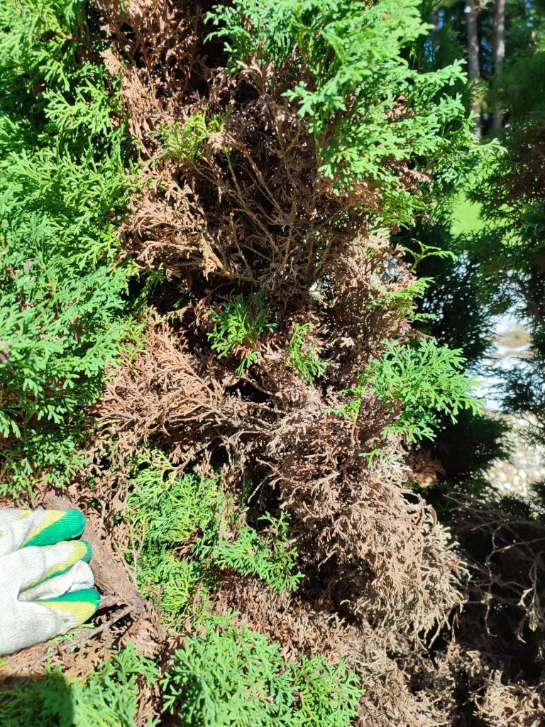 Санитарная чистка хвойных растений