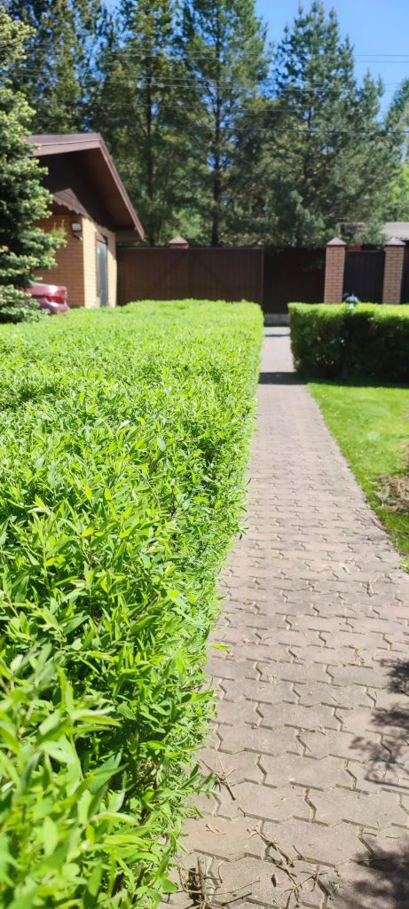 Стрижка живой изгороди