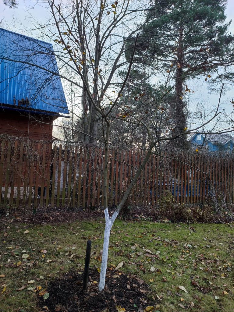 Обрезка плодовых деревьев