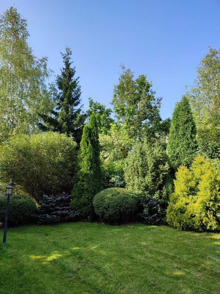 Обрезка хвойных деревьев и кустарников