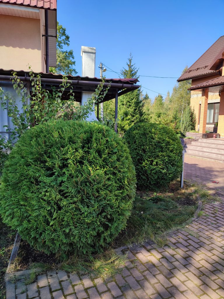 Топиарная стрижка