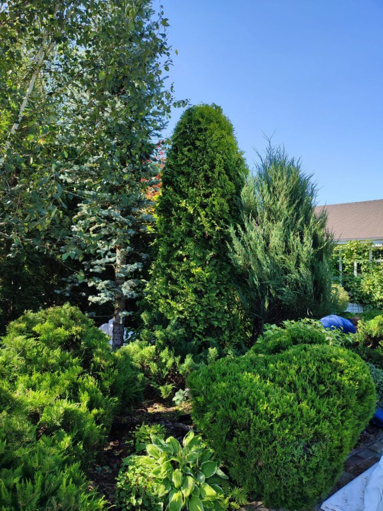 Обрезка хвойных деревьев и кустарников