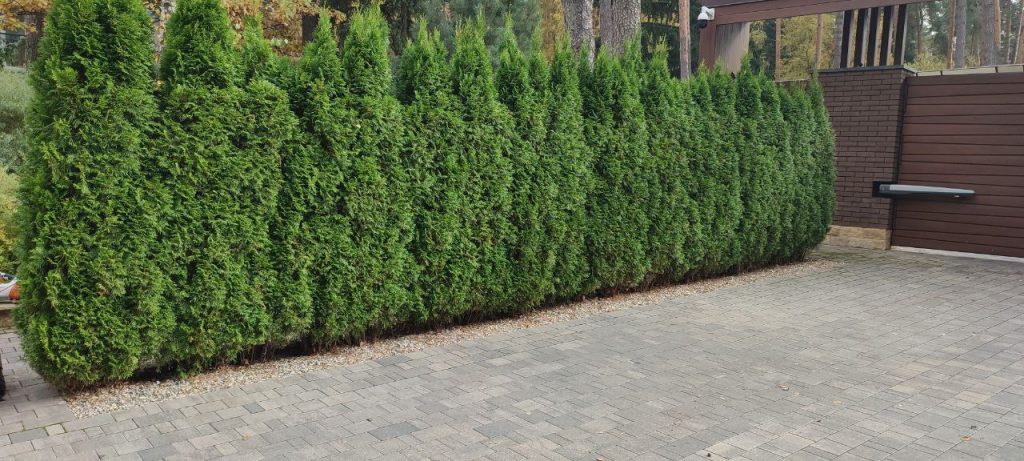 Стрижка живой изгороди