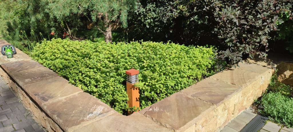 Обрезка декоративных лиственных деревьев и кустарников