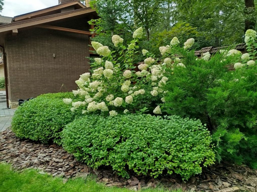 Обрезка хвойных деревьев и кустарников