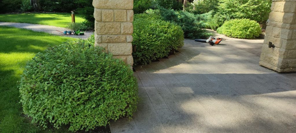 Обрезка хвойных деревьев и кустарников