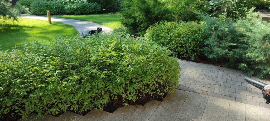 Обрезка хвойных деревьев и кустарников