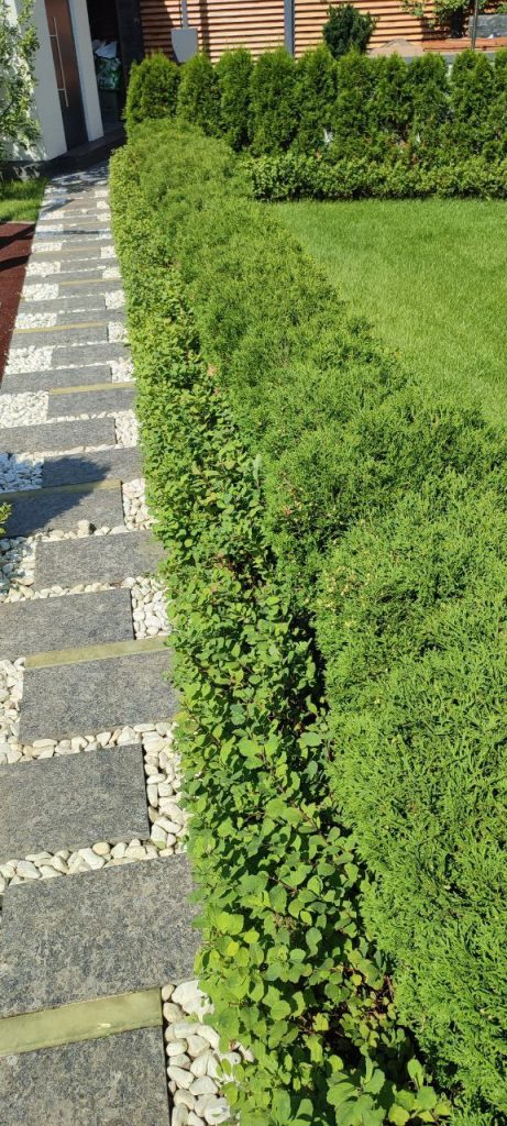 Стрижка живой изгороди