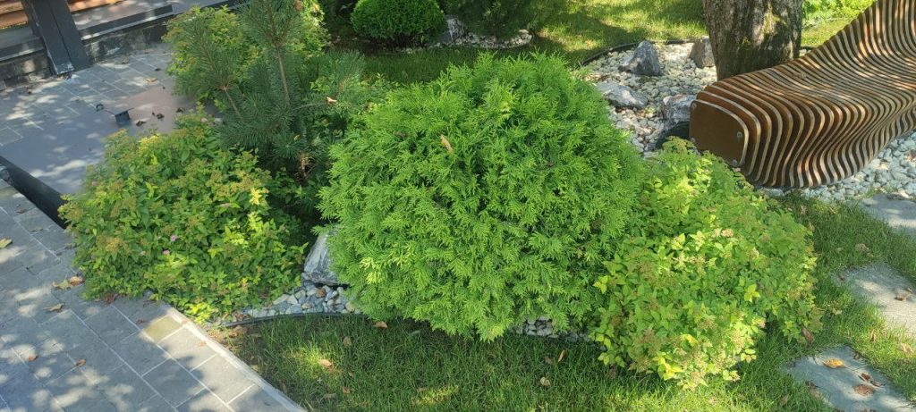 Обрезка хвойных деревьев и кустарников