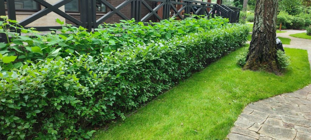 Обрезка декоративных лиственных деревьев и кустарников