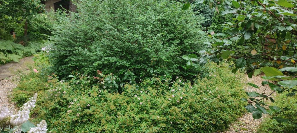 Обрезка декоративных лиственных деревьев и кустарников