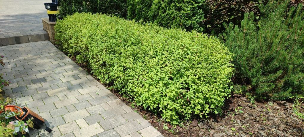 Обрезка декоративных лиственных деревьев и кустарников