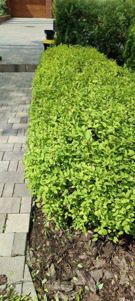 Обрезка декоративных лиственных деревьев и кустарников