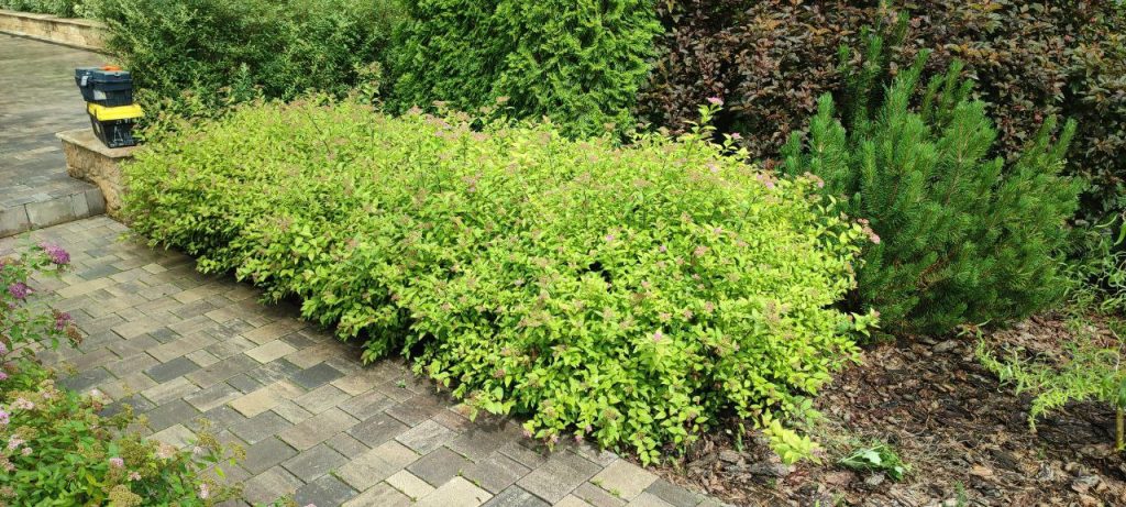 Обрезка декоративных лиственных деревьев и кустарников