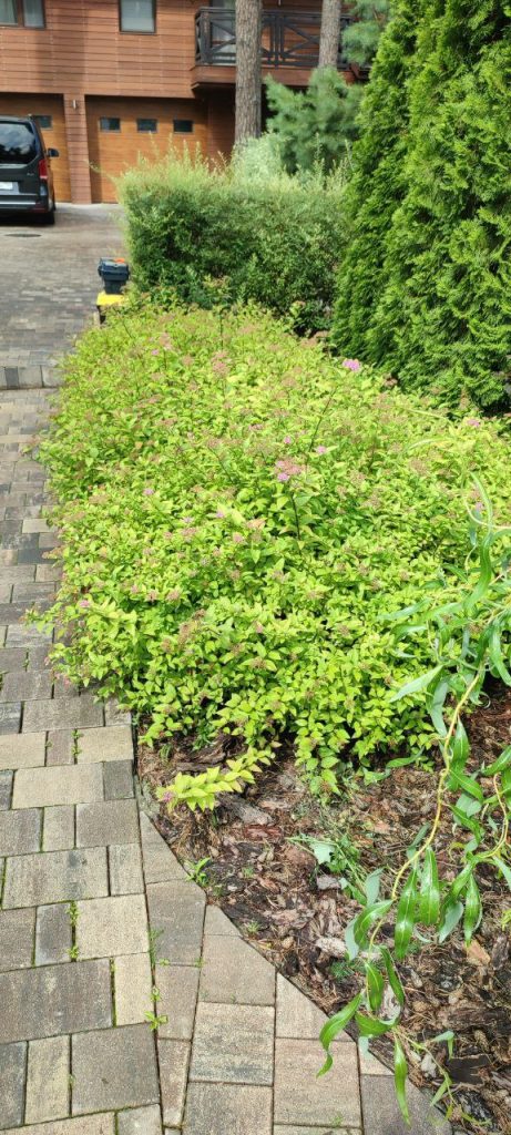 Обрезка декоративных лиственных деревьев и кустарников