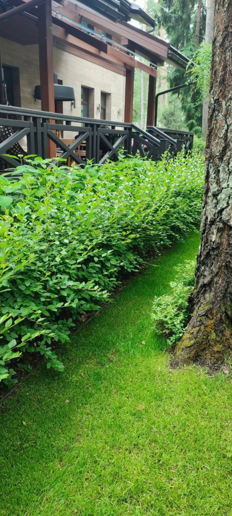 Обрезка декоративных лиственных деревьев и кустарников