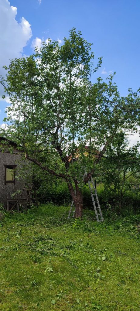 Обрезка плодовых деревьев