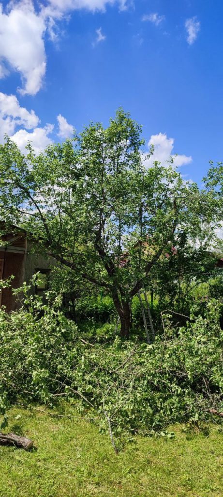 Обрезка плодовых деревьев