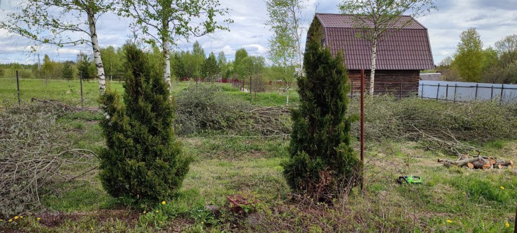 Стрижка туй