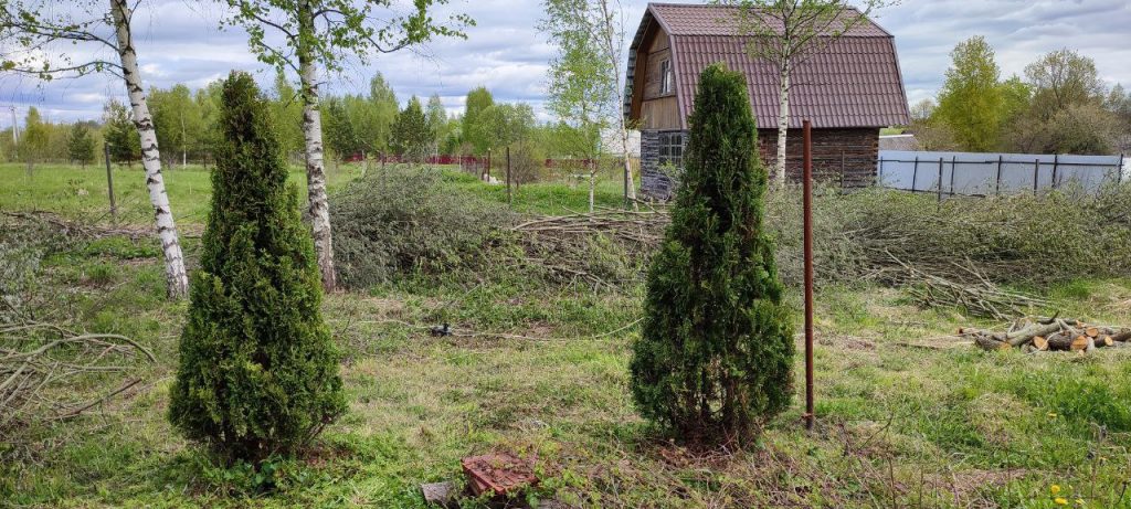 Стрижка туй