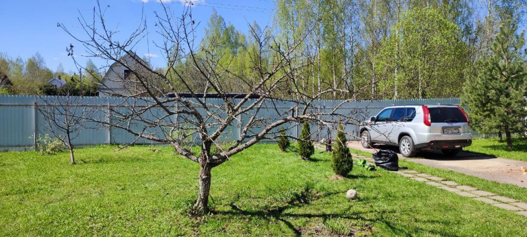 Обрезка плодовых деревьев