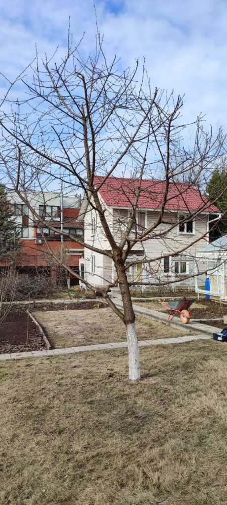 Обрезка плодовых деревьев