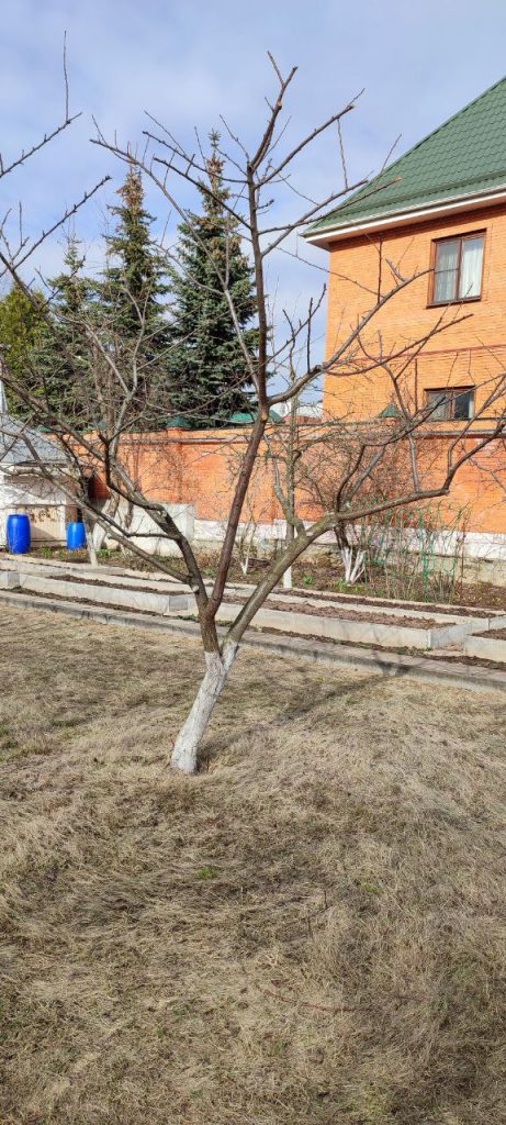 Обрезка плодовых деревьев