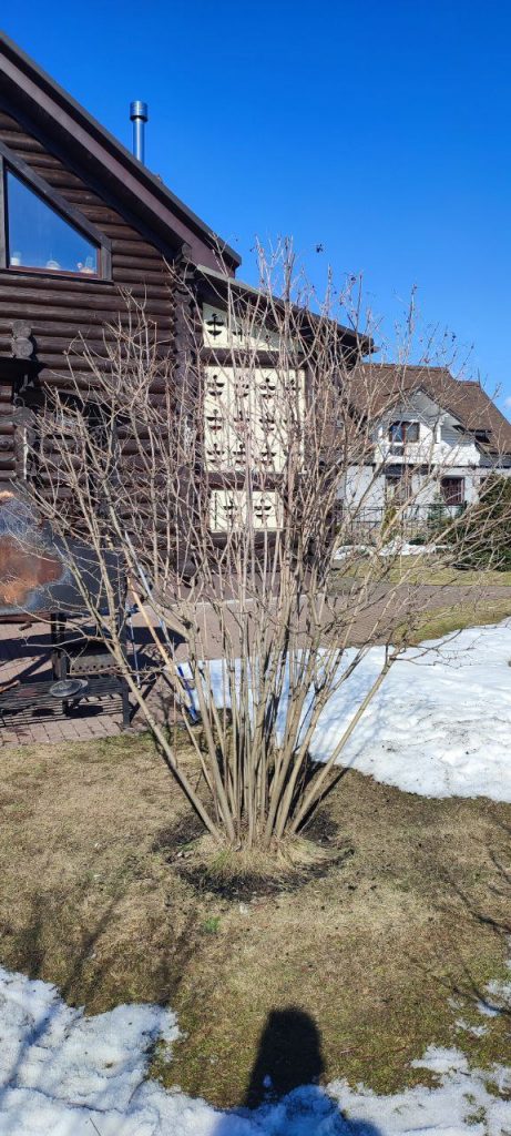 Обрезка декоративных лиственных деревьев и кустарников