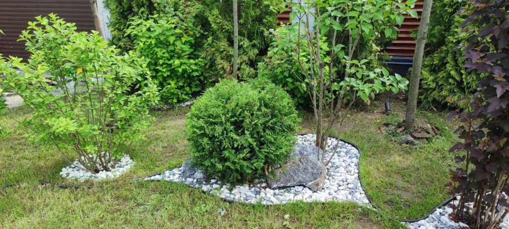 Обрезка хвойных деревьев и кустарников