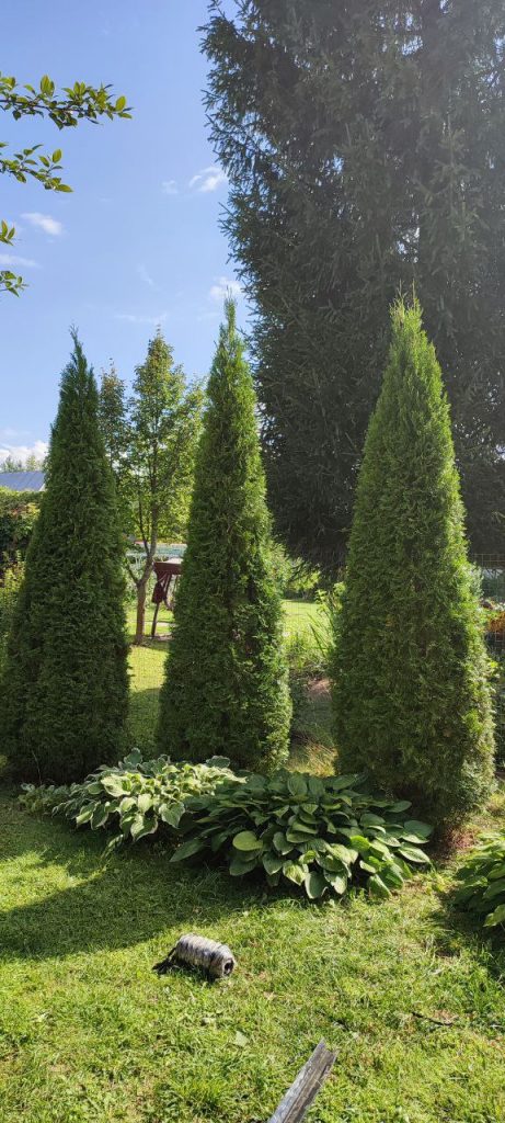 Стрижка туй