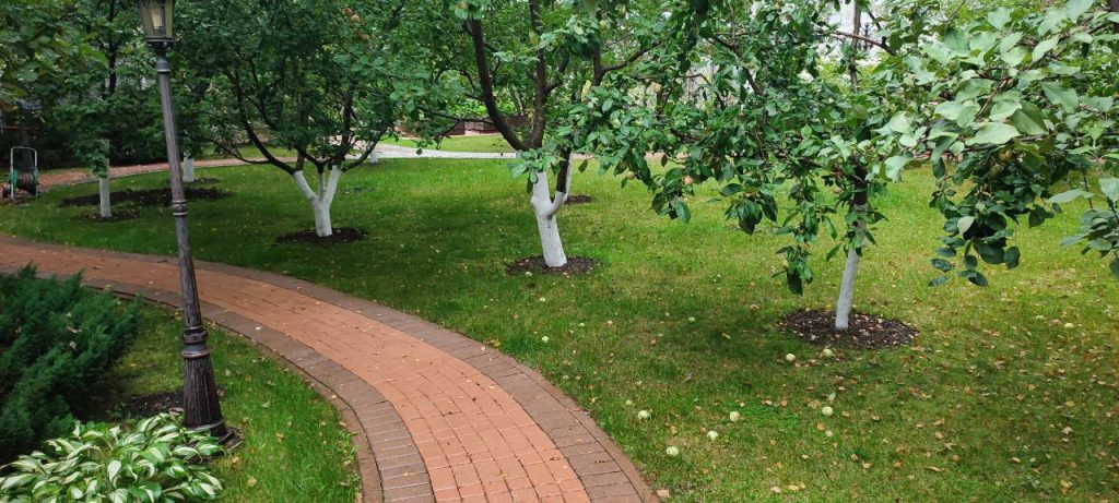 Озеленение дачных участков