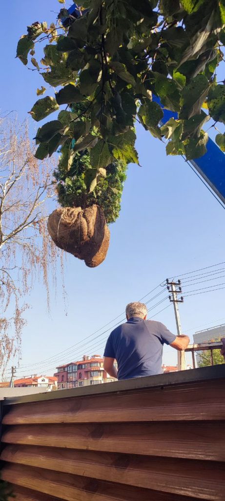 Посадка крупномеров