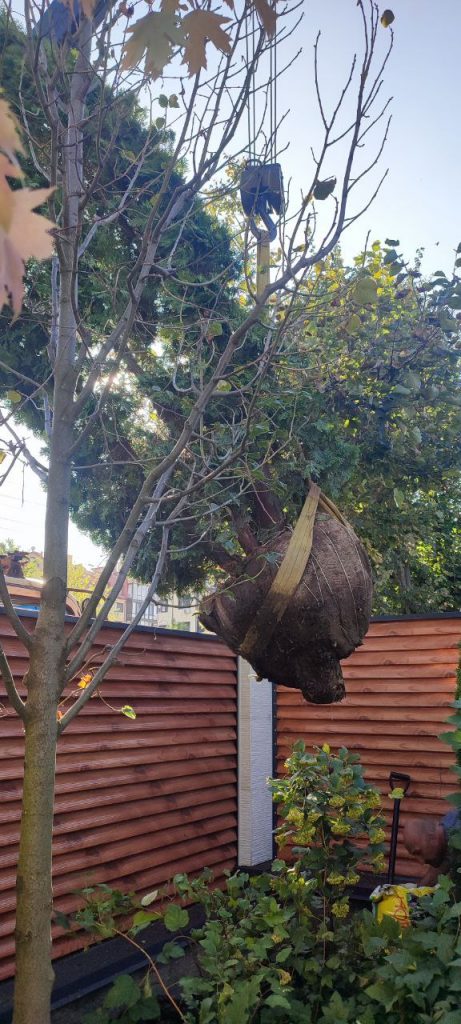 Посадка крупномеров