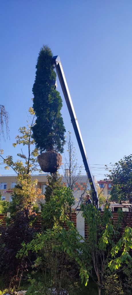 Посадка крупномеров